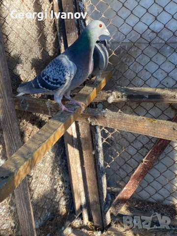 спортни пощи женски, снимка 2 - Гълъби - 53636917