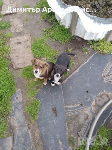 Подарявам малки кученца!, снимка 14 - Други - 53638524