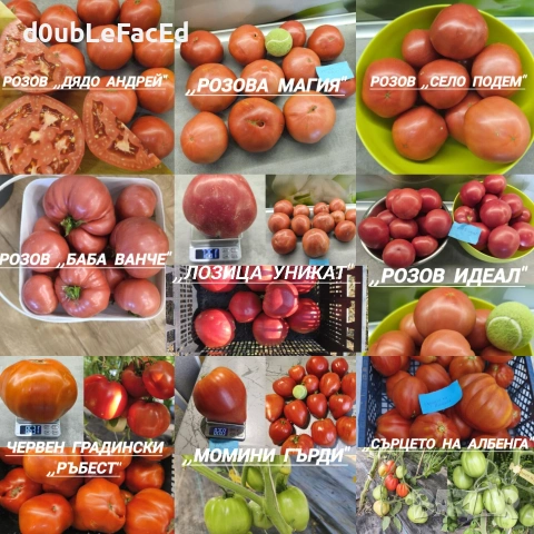 Стари сортове семена от ,,Вълшебната Градина", снимка 4 - Разсади - 48736400