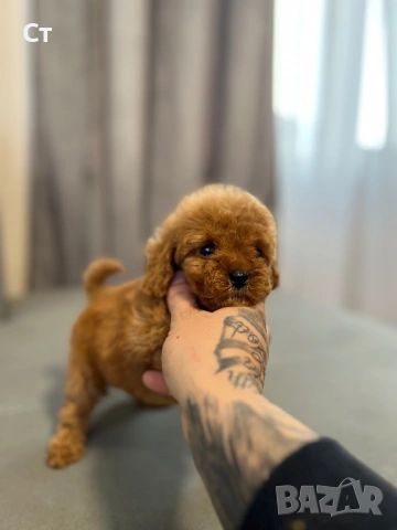 Пудел Той Pudlle toy, снимка 4 - Пудели - 53797460