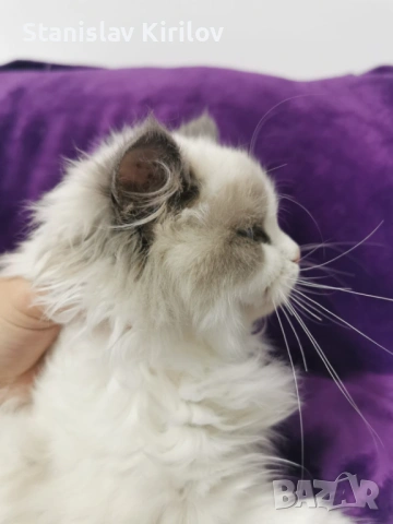 Женски рагдол си търси родословен партньор, снимка 4 - Други - 53946168