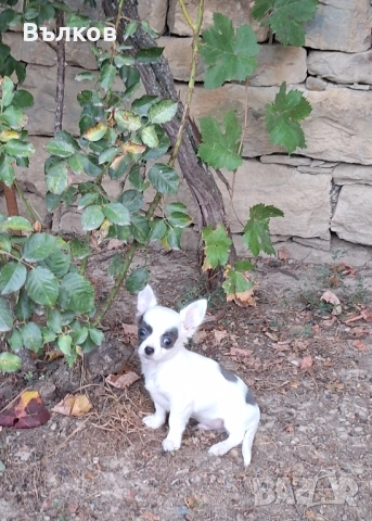 Чихуахуа Бяло със синьо, снимка 3 - Чихуахуа - 51843418