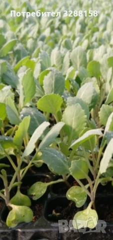 Зеле разсад продавам , снимка 1