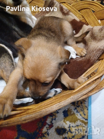 Мини пинчерчета, снимка 8 - Пинчер - 52429028