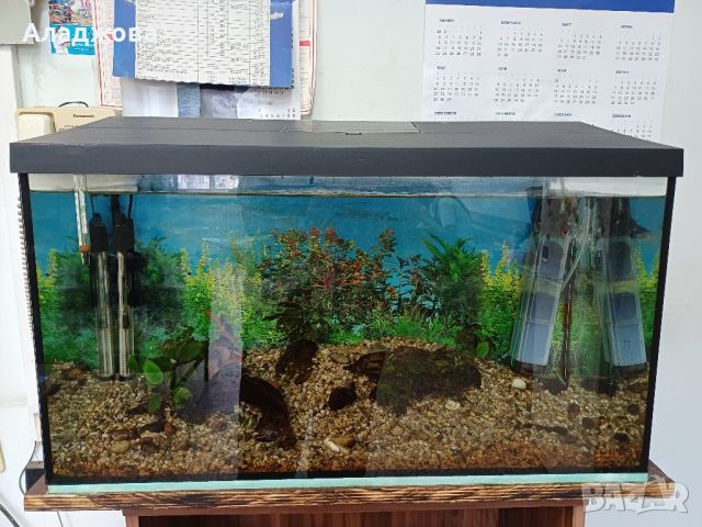 аквариум с три рибки, снимка 1 - Аквариуми - 46392456