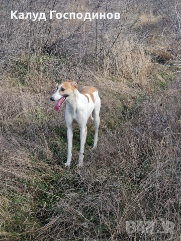 Хрътки, снимка 5 - Хрътка - 53426199