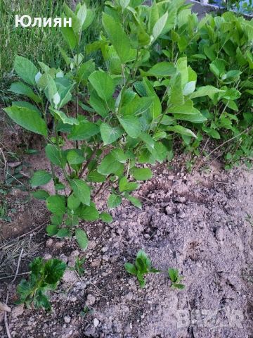 Хортензия БЯЛА ,Hydrangea arborescens, снимка 4 - Градински цветя и растения - 40915948