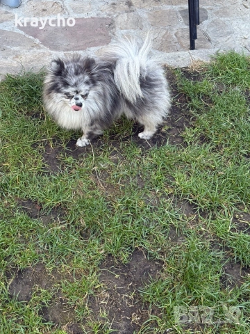Померан женски, снимка 5 - Померан - 52874192
