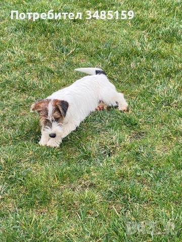 Парсън Ръсел Териер , снимка 3 - Джак ръсел териер - 47713816