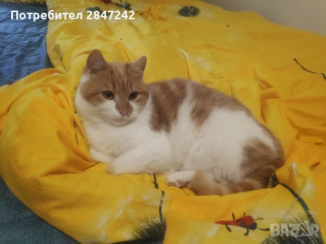 Домашни котенца , снимка 2 - Други - 51806512