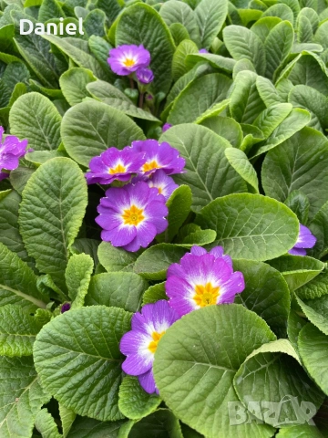 Цветя за 8 - ми март, снимка 13 - Градински цветя и растения - 53323438