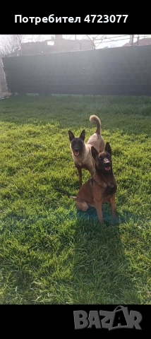 Белгийска овчарка малиноа. Чистокръвни. 