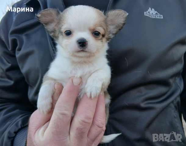 Чихуахуа кученца мъжки и женски, снимка 3 - Чихуахуа - 54144288