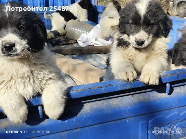 Каракачанки , снимка 6 - Каракачанска овчарка - 53824577