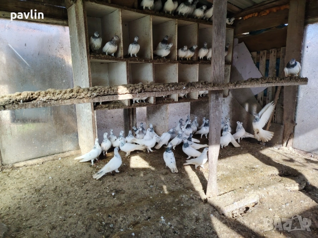 Гълъби будапещенски, снимка 2 - Гълъби - 53540658