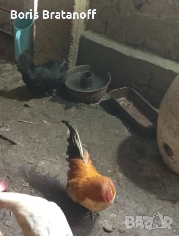 продавам или заменям ярка струмски бантам стандарт и двойка млади джинки, снимка 4 - други­ - 51959011