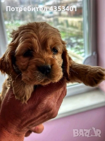 продават се, снимка 9 - Кокер шпаньол - 53135236