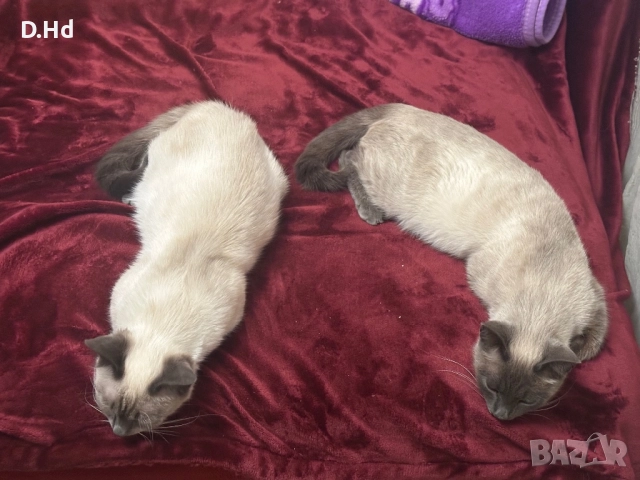 Сиамски котета, снимка 4 - Сиамска - 51604396