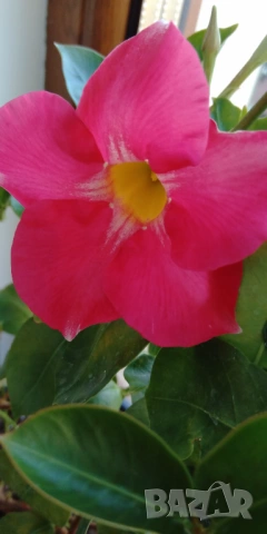 Дипладения Мандевила Grand rose