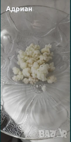 Кефирена гъба (зърна)