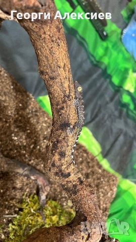 Tokay Gecko, снимка 6 - Гекон - 45615654