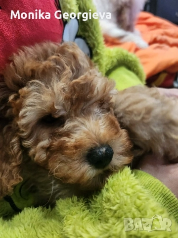 Чистокръвни Пудели , снимка 2 - Пудели - 52790911