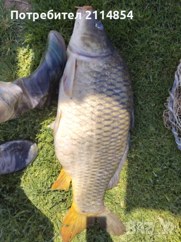 Трофейни майки за зарибител