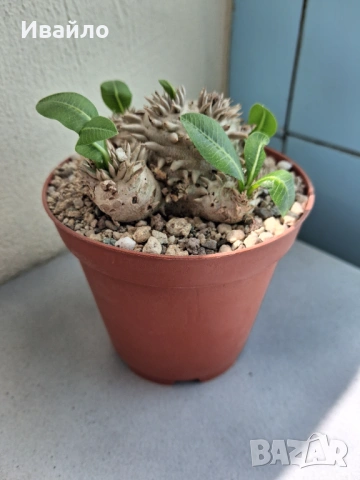 Сукуленти само за ценители, снимка 17 - Стайни растения - 35248161