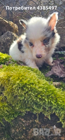 Момче Шелти мини Коли 