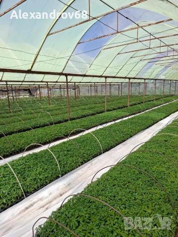 ТОП РАЗСАД на ТОП ЦЕНА от ПРОИЗВОДИТЕЛ, снимка 10 - Разсади - 54137204