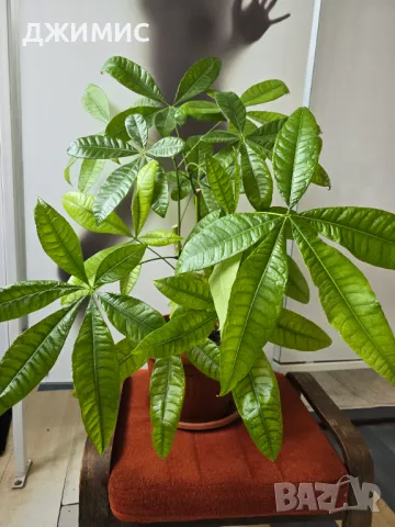 Дървото на парите, пахира,, 65 см височина, със саксия, снимка 2 - Стайни растения - 49709890