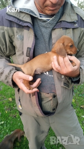 Дакел,дакелчета, снимка 3 - Дакели - 52122647