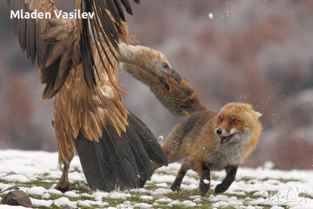 Дигитални авторски фотографии на природа(птици, бозайници, пеперуди, влечуги, земноводни и др.)