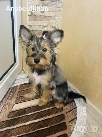 Йорки, снимка 6 - Йоркширски териер - 53826651