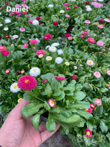 Теменужки и парички, снимка 12 - Градински цветя и растения - 53939781