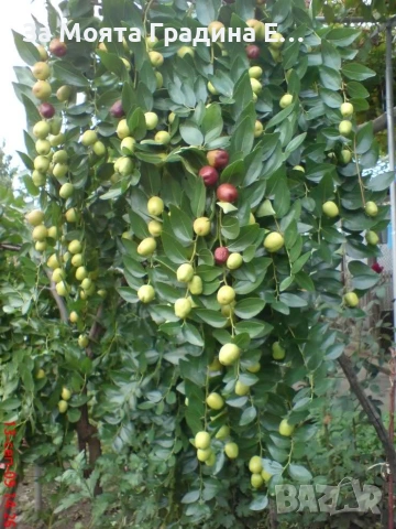 Хинап - Финап, снимка 2 - Градински цветя и растения - 53622849