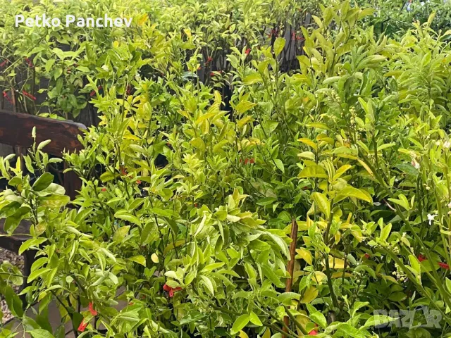 🍋🍋🍋Цитруси Лимон,Мандарина,Помело, Портокал, Грейпфрут. Помело-жълто,Грейпфрут -червен, портокал