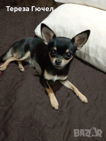 🐶Кученца пинчери - Две Ваксини🐶, обезпаразитени кучета пинчер 🐾, снимка 2 - Пинчер - 53313093