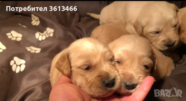 Чистокръвни голдън ретривър женски и мъжки, снимка 3 - Голдън ретривър - 50903635