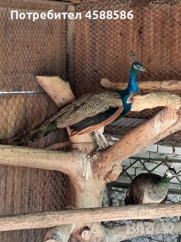 Продавам двойка индийски пауни , снимка 3 - други­ - 51640772