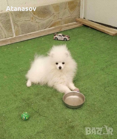 Померан Померанче