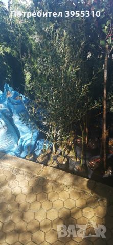 Цитросови и маслинови дръвчета , снимка 5 - Градински цветя и растения - 45295241