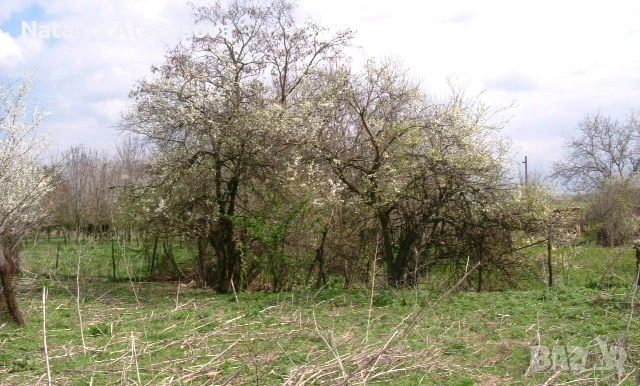 Къща за продажба в Рогозина, област Добрич, снимка 3 - Къщи - 53656445