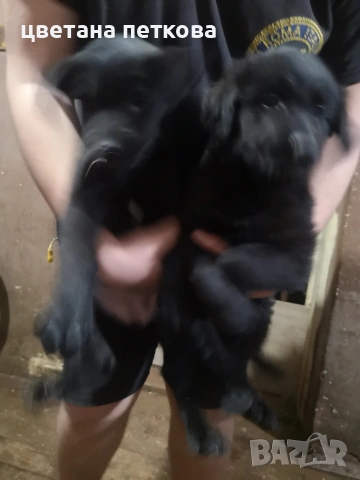 Немска овчарка и голдън ретривър , снимка 3 - Немска овчарка - 51043721