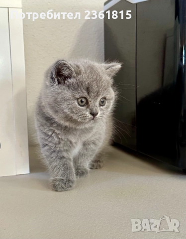 Чистокръвни сини британчета, снимка 17 - Британска късокосместа - 52651148