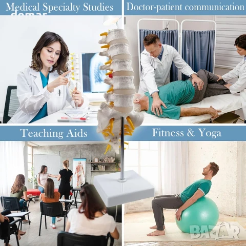 Модел на лумбалната част на гръбначния стълб в реален размер с 5 прешлена, анатомичен модел, снимка 6 - Ученически пособия, канцеларски материали - 50584327