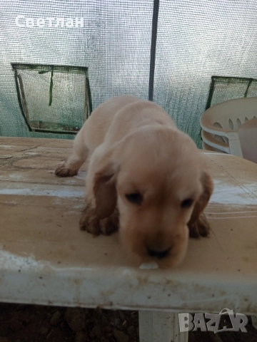 продавам кокер шпаньоли с две ваксини и паспорт        , снимка 2 - Кокер шпаньол - 52594477