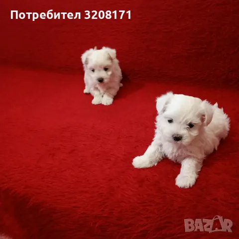 продавам малтийски болонки, снимка 3 - Болонка - 48117739