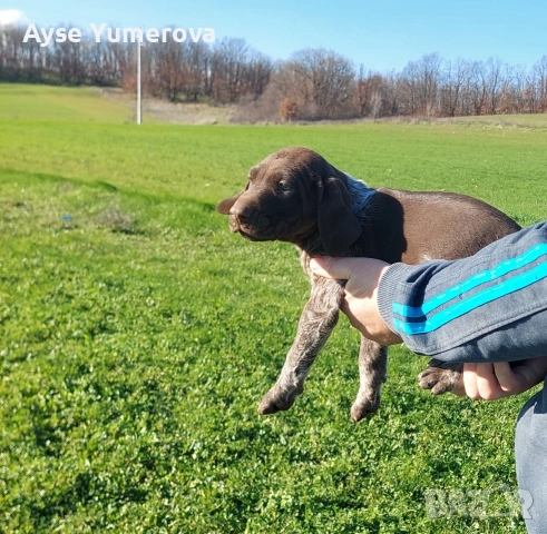 Kucuhari, снимка 9 - Курцхаар - 52918054