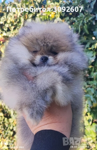 Померанче момче , снимка 4 - Померан - 53656918